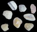 + Bargain Opal Replaced Clam Fossils - Australia #61892-1